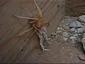 araña carnívora devora una lagartija