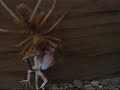 Araña carnívora devora una lagartija Araña carnívora devora una lagartija