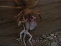 araña carnívora devora una lagartija
