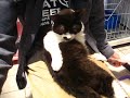 Click here to watch this video nekohaku20120523(2).AVI