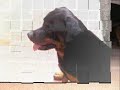 meus cachorros