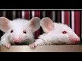 loquendo+frikipedia pinky y cerebro 14