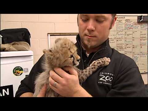Cheetahs - A behind-the-scenes look at four baby cheetahs and their unusual journey to the Columbus zoo.