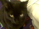 Close-up of Cinderella meowing