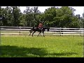 TOP TALENT DRESSAGE
