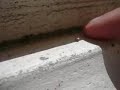BichoPiedra. Comepiedras BichoPiedra. Comepiedras