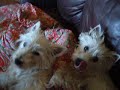 My Westies love peanut butter