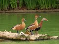 Gold Leaf, Ducks, And How To Make A Night Light