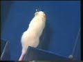 Ratas en el laberinto IV