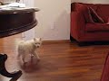 bastian-whistle.html