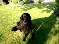 S60 Walkies