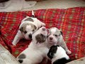 BlueBloodBulls.com (3 weeks old)