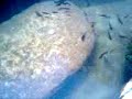 A short video of my little RES Oogway A short video of my little RES Oogway