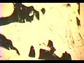 Archipelago