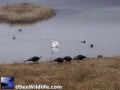 Mute Swan, Wild Turkeys, and Ducks