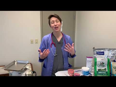 VETERINARY DENTIST Q&A: Doggy Dentist, Cost, and Why Your Pet Will Feel Better - Part 1 of 2!