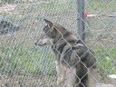 Wolf at the Shelter
