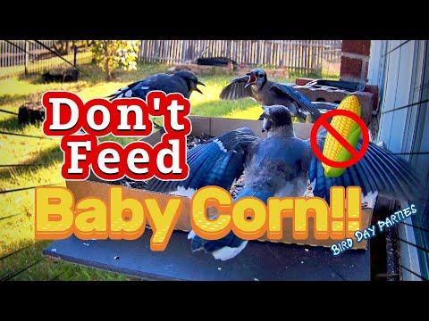 Baby Corn and Blue Jays… A No-No? – Lee Duigon