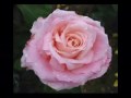 ♡♪bee gees ♡  i still love you ♡ dooset daram ♡ amor liebe ♡