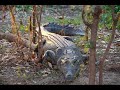 Kakadu Creatures
