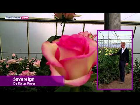 Ruiter Roses in Kenia