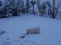 Kimi's Gespür für Schnee