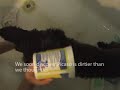 Picaso Gets a bath