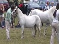 Short movie of the parade of Coed Coch Ponies at the Open Day