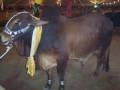 videos de Cow Qurbani 2008 Misc Pics (Khurram Bhai)