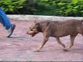 CANIL SRK - MONSTER CANIL SRK - MONSTER