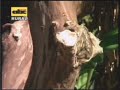Producción de maderas de especies exóticas Producción de maderas de especies exóticas