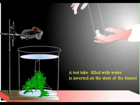 how to prove photosynthesis