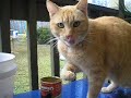 cat usin his paw to get remaining gravy out of his food tin.