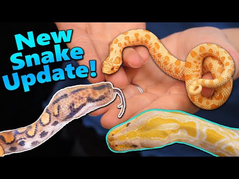 YouTube reptile video