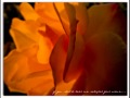 Petite Fleur Acker Bilk