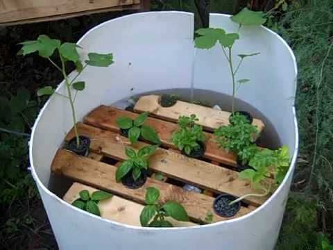 Hydroponic Systems with Fish