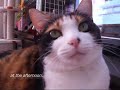 猫、冬の一日 - Cat loves warm place.