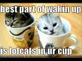LOL Catz!