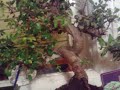 4 bonsai trees