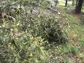 Hurricane Ike Porter, Tx, 2 Massive trees uprooted by Ike