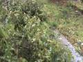 Hurricane Ike Porter, Tx, 2 Massive trees uprooted by Ike