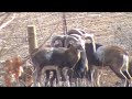 mouflon\" head Butts\"