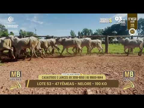 9� MEGA LEIL�O DA MB LEIL�ES