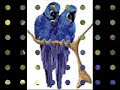 Anodorhynchus hyacinthinus - Arara-una