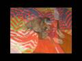 videos de ZEUS