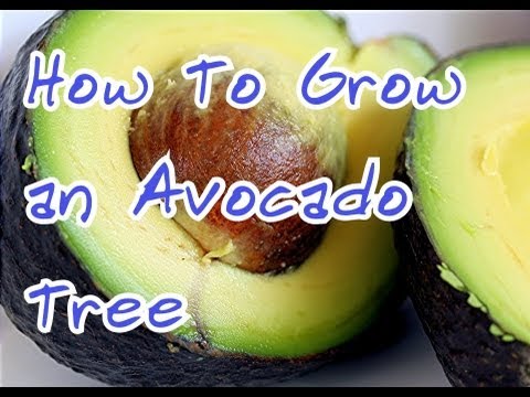 how to plant avocado pit in soil