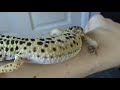 My adult leopard geckos My adult leopard geckos