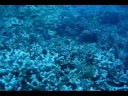 Vibrant Coral Reef, Honaunau Bay - Kona Vibrant Coral Reef, Honaunau Bay - Kona