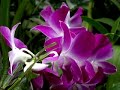 Dendrobium Orchid Care Made Easy Dendrobium Orchid Care Made Easy