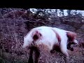 Breton Zara su Fagiano.AVI